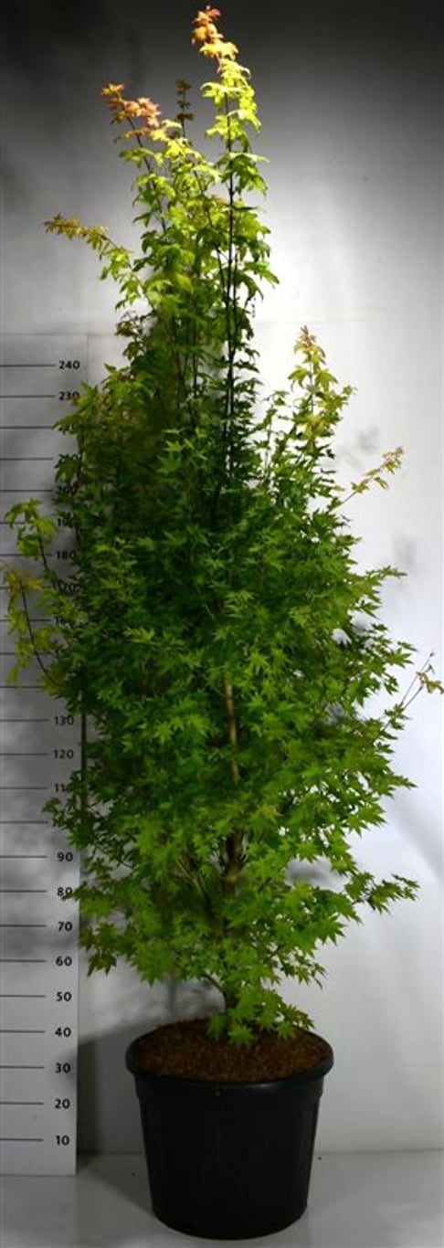 Acer plat. 'Summershade' - C70 200-225 CM